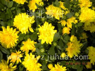 四季菊--北国之春 黄 四季花 6cm